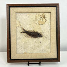 Load image into Gallery viewer, Ulrich Framed Fish Fossil