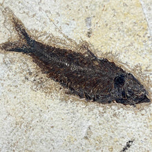 Load image into Gallery viewer, Framed Fish Fossil