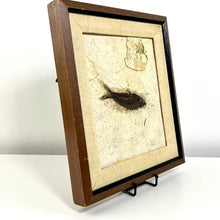 Load image into Gallery viewer, Framed Fish Fossil