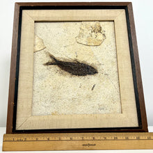 Load image into Gallery viewer, Carl J. Ulrich Limestone Fish Fossil