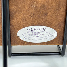 Load image into Gallery viewer, Framed Fish Fossil