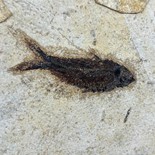 Load image into Gallery viewer, Framed Fish Fossil