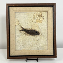 Load image into Gallery viewer, Carl J. Ulrich Limestone Fish Fossil Framed