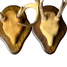 Load image into Gallery viewer, Mounted Deer Antlers
