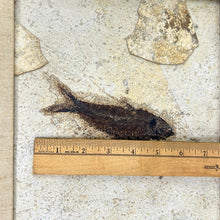 Load image into Gallery viewer, Framed Fish Fossil
