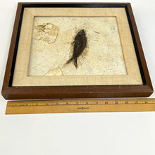 Load image into Gallery viewer, Framed Fish Fossil
