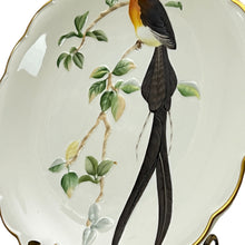 Load image into Gallery viewer, Vintage 1977 Royal Worcester Paradise Wydah Hand Painted Porcelain Plate 9&quot;
