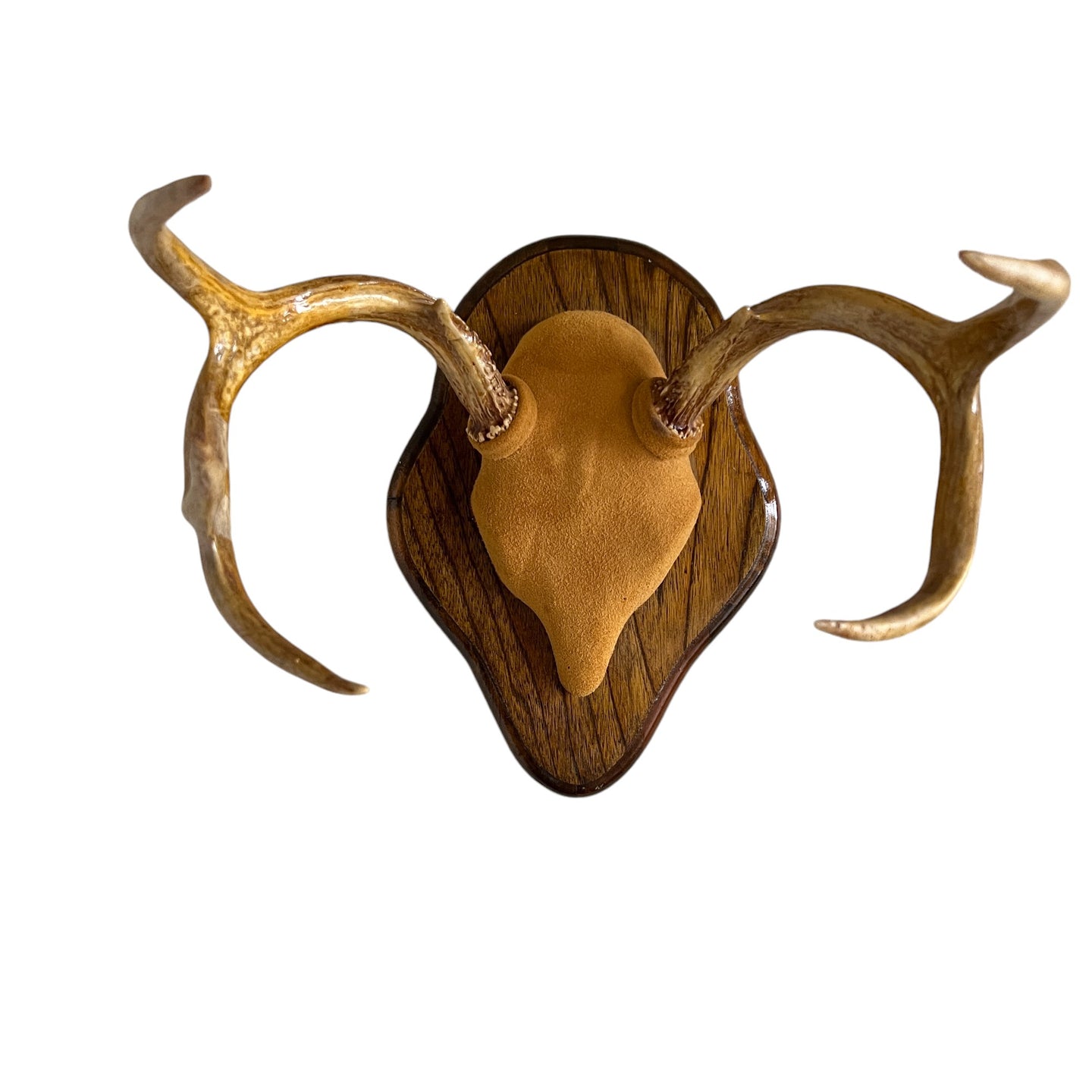 Mounted Deer Antlers