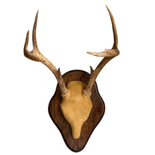 Load image into Gallery viewer, Mounted Deer Antlers

