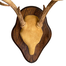 Load image into Gallery viewer, Mounted Deer Antlers
