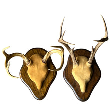 Load image into Gallery viewer, Mounted Deer Antlers
